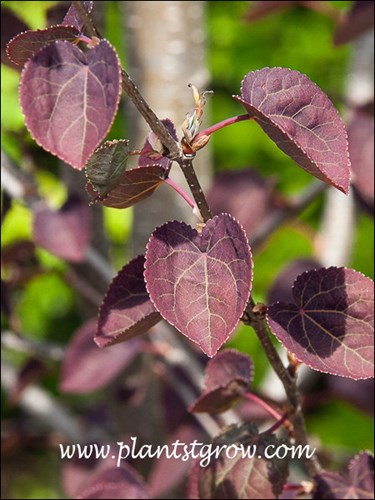 Red Fox Kastera tree's reddish purple spring color.